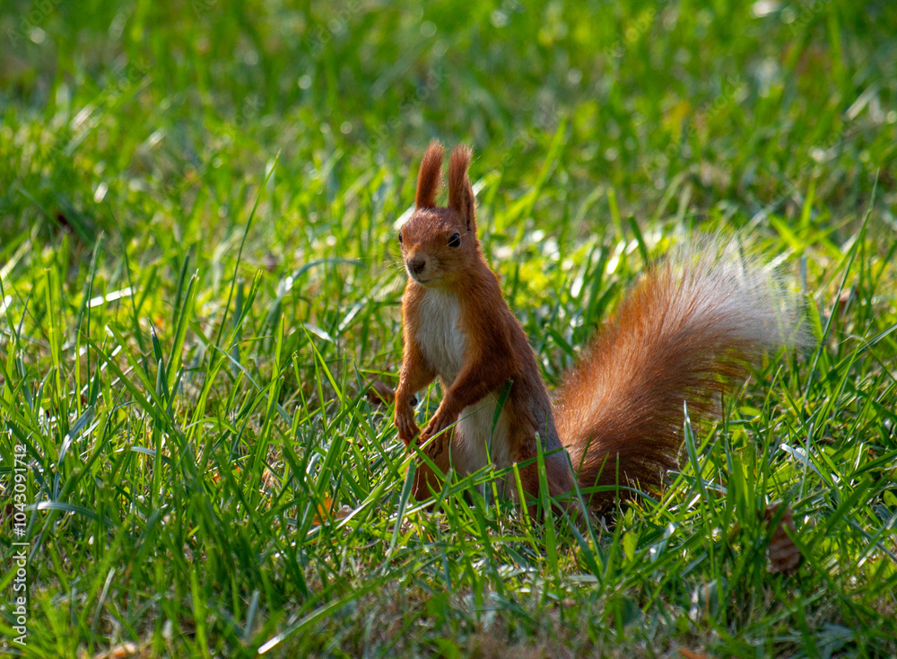 A small brown squirrel is standing in a grassy field A small brown squirrel is standing in a grassy field