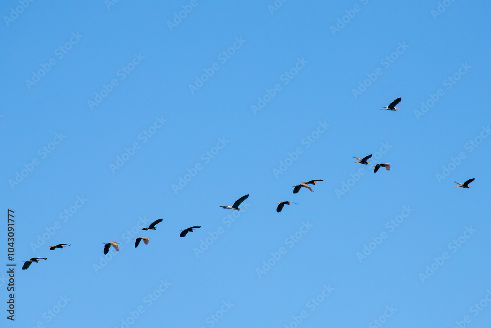 A flock of flying pelicans in the blue sky. A flock of flying pelicans in the blue sky.