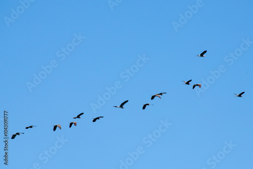 A flock of flying pelicans in the blue sky.