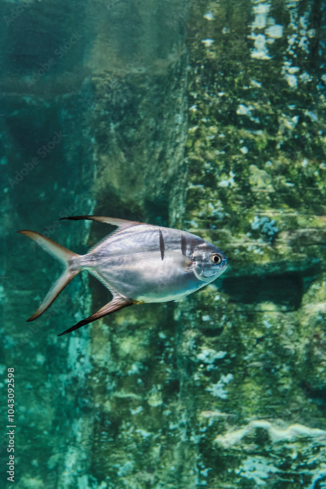 Fototapeta premium Portrait of Great Trachinotus, marine ray-finned fish from Carangidae family, living in aquarium.