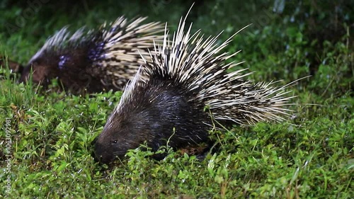  Malayan porcupine, Himalayan porcupine, Large porcupine (Hystrix brachyura ) in nature