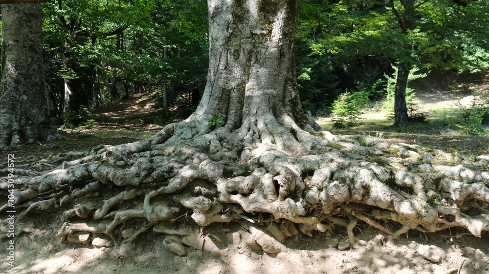 curly roots of an old tree on the soil surface, beautiful root system of an ancient tree with a thick trunk, the lower part of a tree in a park or forest with branched roots on the outside