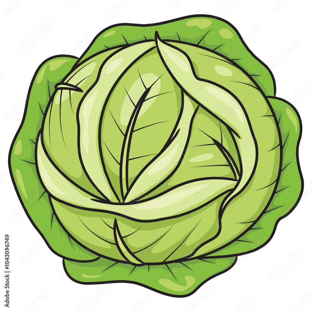 Cabbage vegetable cartoon Cabbage vegetable cartoon