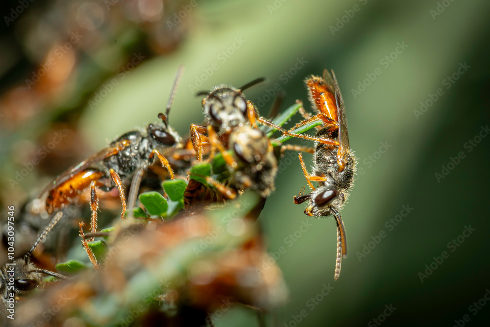 Fototapeta premium Gathering of male halicitid bees (Lasioglossum (Homalictus) punctatus), Hughes, ACT, November 2023