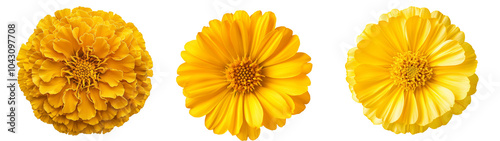 yellow flower isolated on white