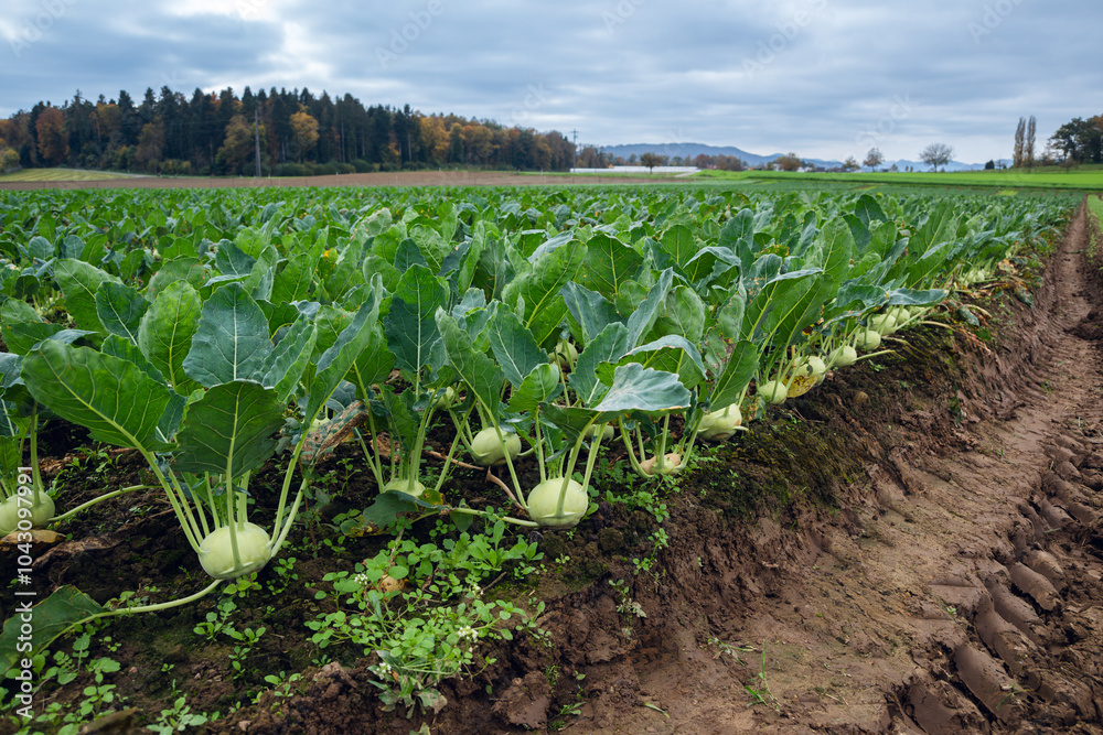 Fototapeta premium Neatly planted rows of kohlrabi fill a rural field under a grey autumn sky. The surrounding hills and trees are tinged with autumn colors, creating a serene farming landscape.