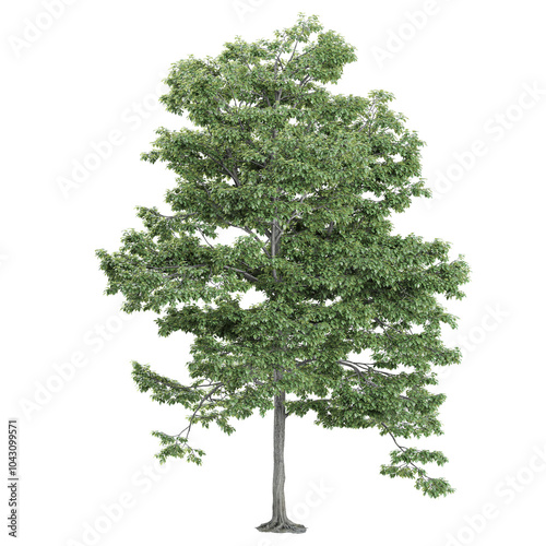Fototapeta Naklejka Na Ścianę i Meble -  3d illustration of field maple plant isolated on transparent canvas