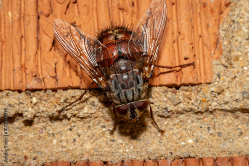 Bristle Fly (Rutilia (Rutilia) setosa), Hughes, NSW, November 2023 photo