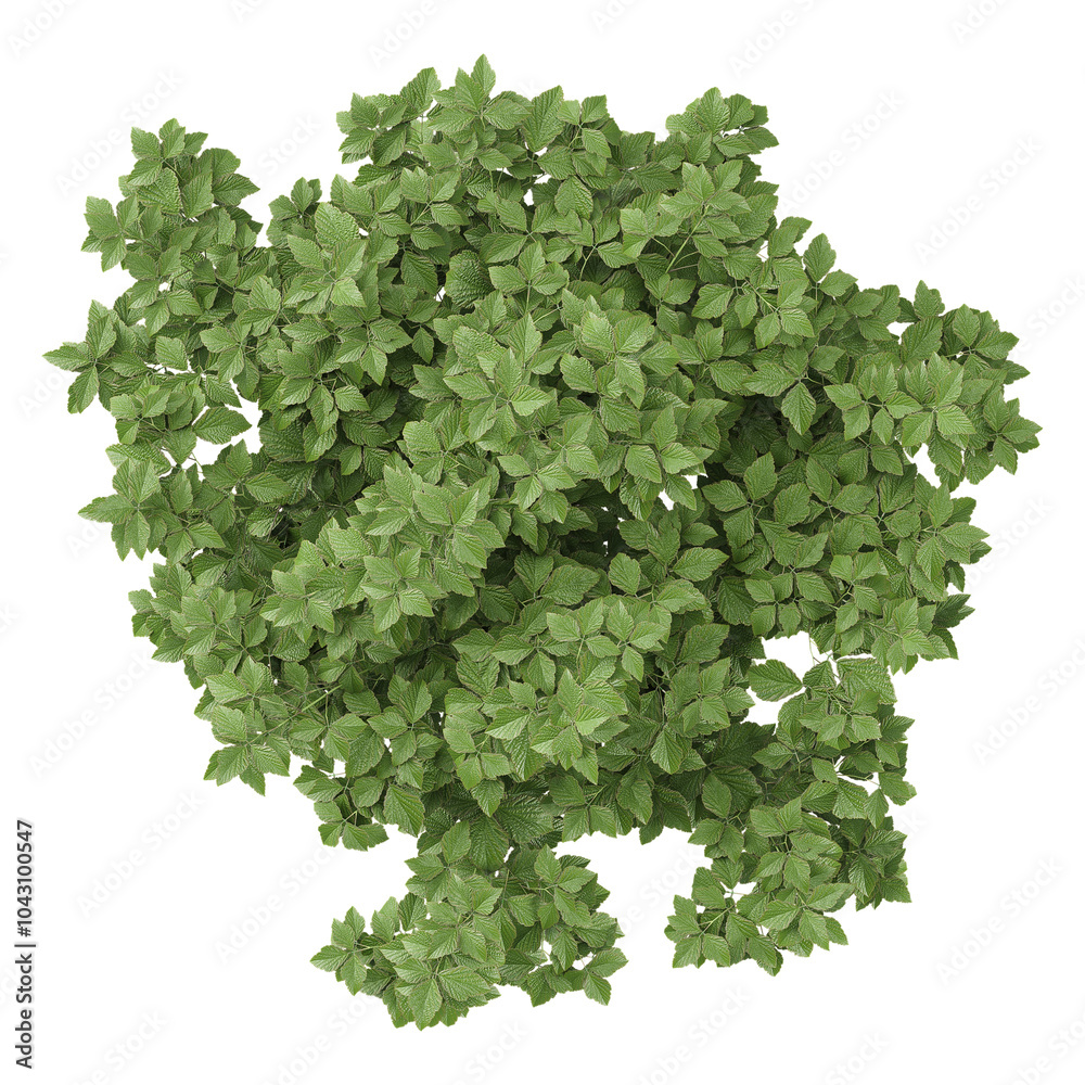 Fototapeta premium 3d illustration of Korean Stewartia tree isolated on transparent canvas