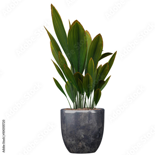 3d illustration of tropical plant in a pot