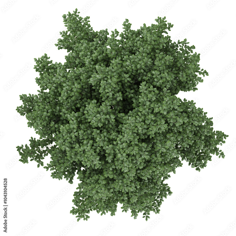 Obraz premium collection of Euonymus bush with realistic style