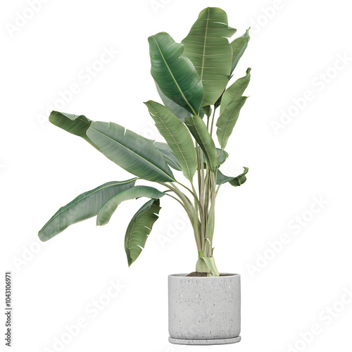 Collection of Strelitzia nicolai plant in Planter Box