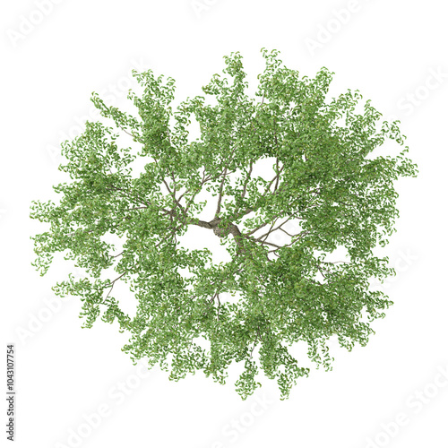 Green beautiful Fagus Sylvatica plant isolated on Canvas from top view