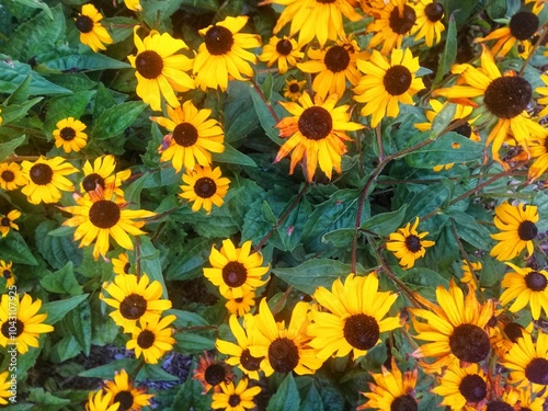 Field of wild, beautiful yellow sunflowers with green leaves