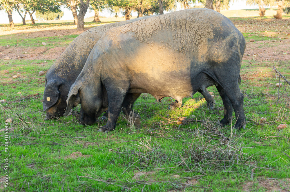 Fototapeta premium Life in the dehesa: Iberian sows rooting in the green ground.