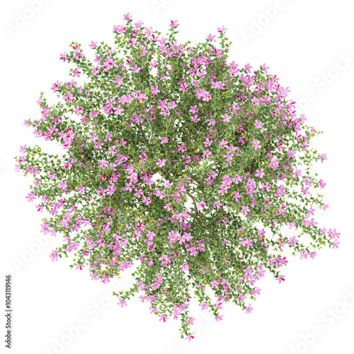 Top view of Bauhinia × blakeana flower plant isolated on transparent Canvas