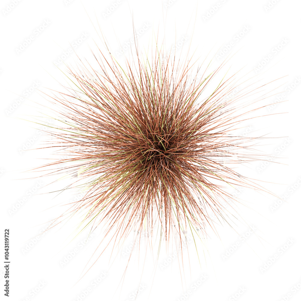Obraz premium Top view of Chinese silver grass on transparent Canvas
