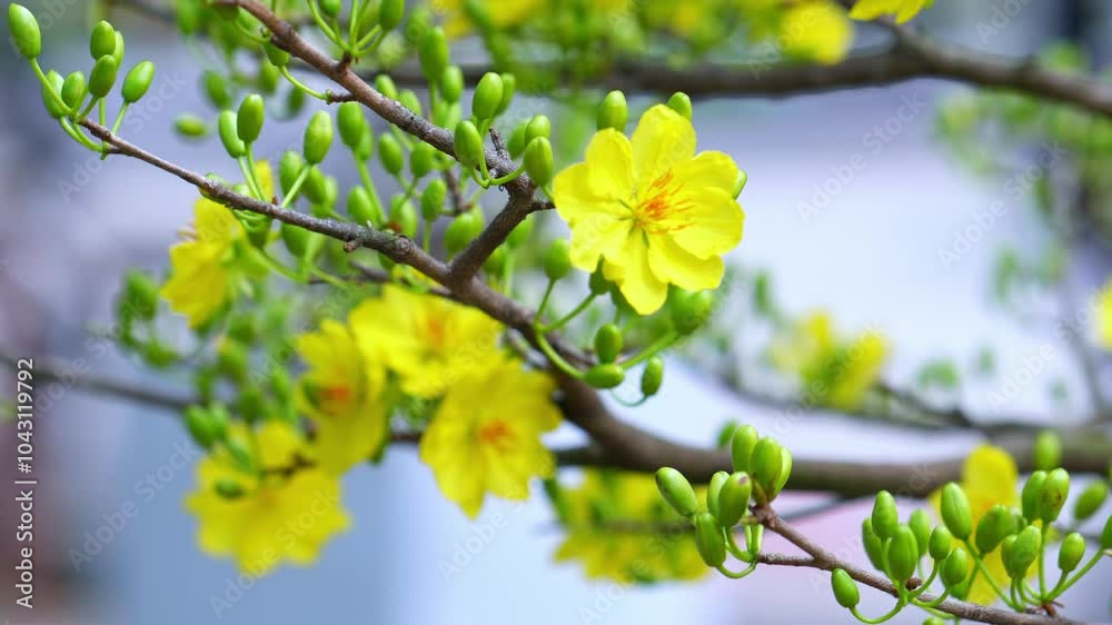 Apricot bonsai tree blooming with yellow flowering branches curving create unique beauty. This is a special wrong tree symbolizes luck, prosperity in spring Vietnam Lunar New Year 2024 Apricot bonsai tree blooming with yellow flowering branches curving create unique beauty. This is a special wrong tree symbolizes luck, prosperity in spring Vietnam Lunar New Year 2024