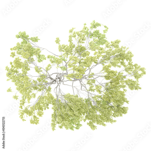 Top view of Weeping willow tree isolated on transparent Canvas