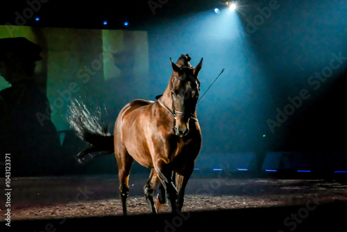 Fotografie Brown horse during a horses show with a blue background