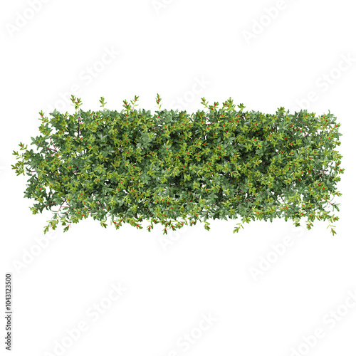 Topview of Blue holly trees on transparent Canvas