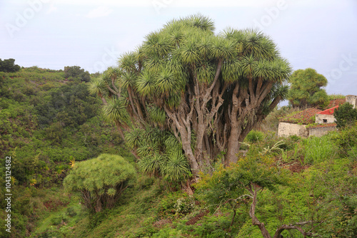 Kanarischer Drachenbaum, (Dracaena draco) Insel Teneriffa, Kanaren, Spanien, Europa photo