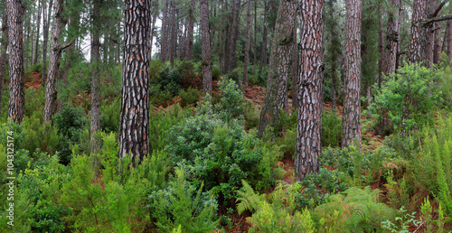 Kiefernwald (Pinus canariensis) auf der Insel La Palma, Kanaren, Spanien, Europa, Panorama  photo