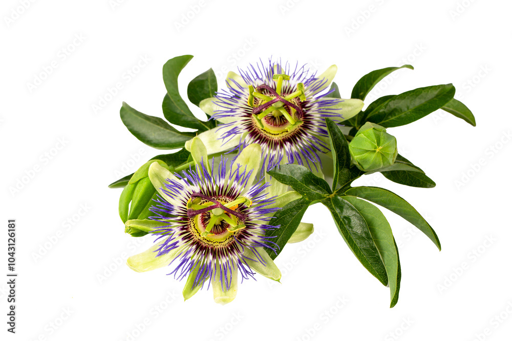 Passiflora incarnata on the white background