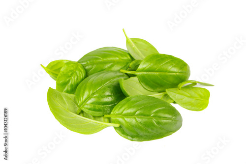 Fresh basil leaves isolated on white background