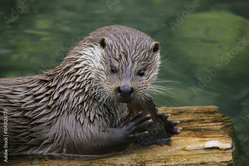 Fischotter (Lutra lutra) bei Nahrungsaufnahme