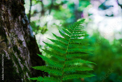 forest conifer, green leaf close up