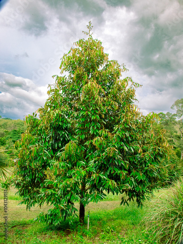 Durian tree, vertical photo, durian orchard, healthy tree, growing, green leaves, new shoots