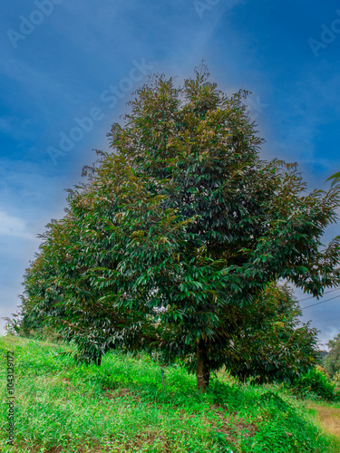 Durian tree, vertical photo, organic durian garden, growing, green leaves, new shoots