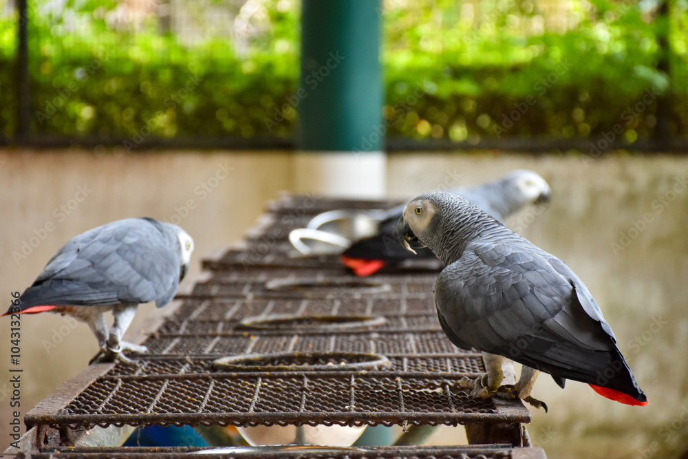 Fototapeta premium The grey parrot (Psittacus erithacus), also known as the Congo grey parrot or African grey parrot, parrot with green background sitting on the branch