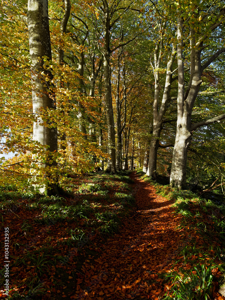 Obraz premium Part of the pathway of Edzells River walk along the banks of the River North Esk between the woodland trees and fallen golden leaves.