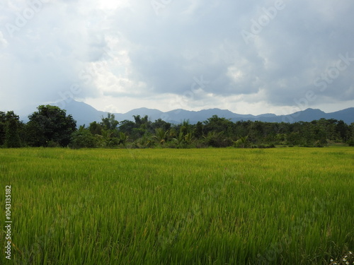 field and sky