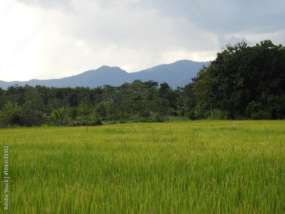 Obraz premium rice field