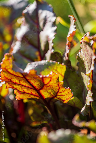 young beet plants in the garden photo