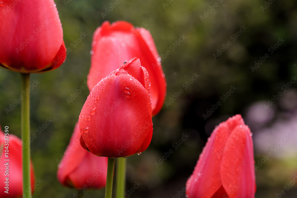 Flowers in a flower bed tulips. Greening the urban environment. Background with selective focus Flowers in a flower bed tulips. Greening the urban environment. Background with selective focus