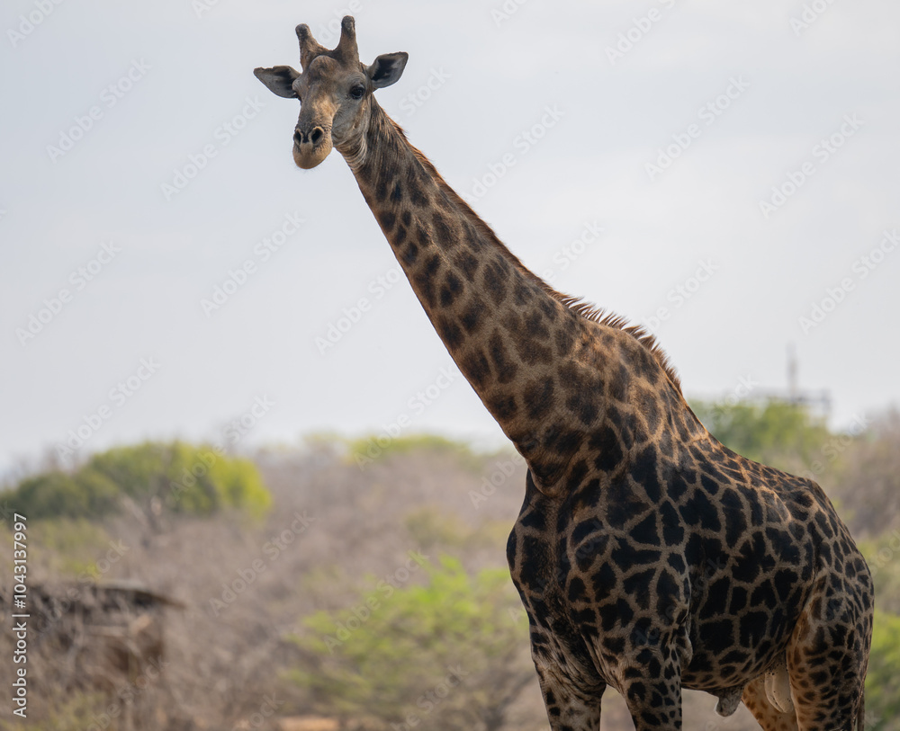 Giraffe im Busch vom Krüger National Park - Kruger Nationalpark Südafrika