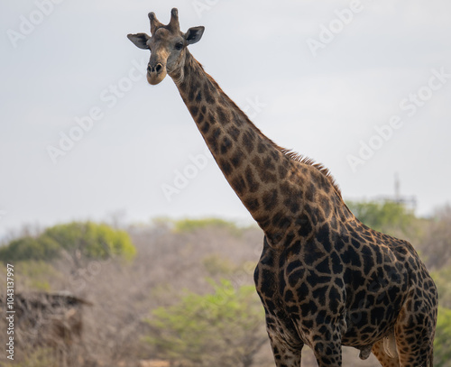 Obraz na płótnie Giraffe im Busch vom Krüger National Park - Kruger Nationalpark Südafrika w salonie