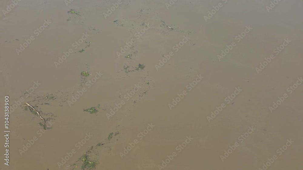 Flowing stream of dirty water in the river, river filled with dirty water after flood. Oder River, Poland Flowing stream of dirty water in the river, river filled with dirty water after flood. Oder River, Poland