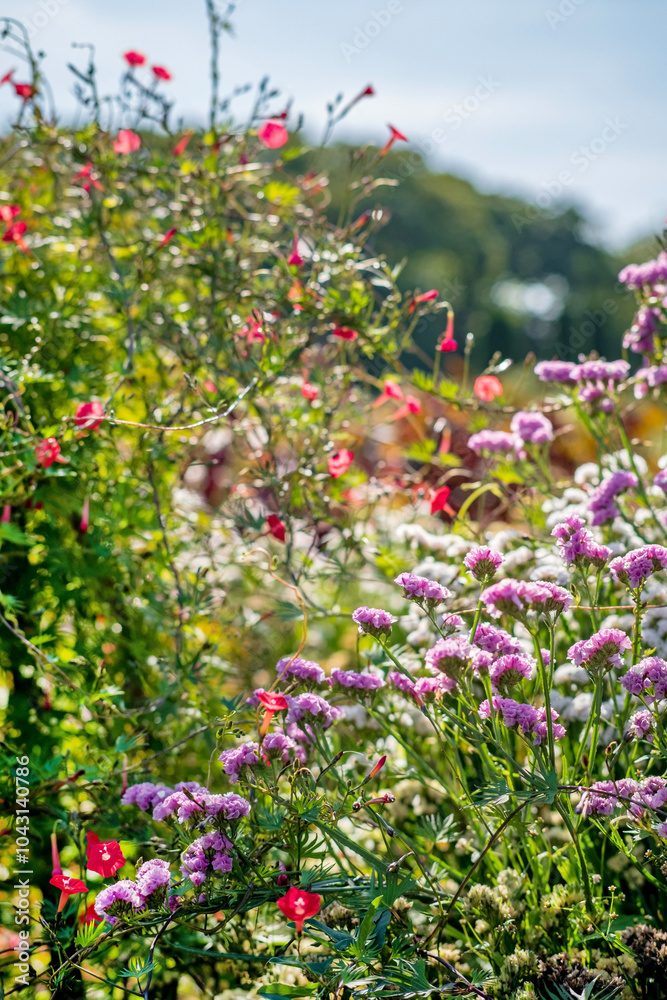 Fototapeta premium nice flowers in the autumn garden