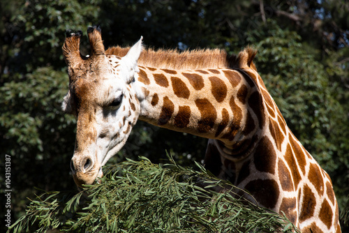 Photography Giraffe in the zoo
