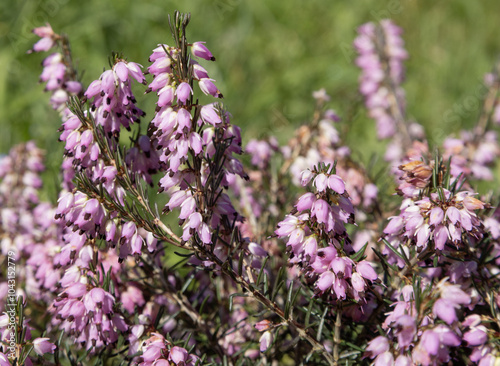 Bruyère Erica darleyensis	 photo