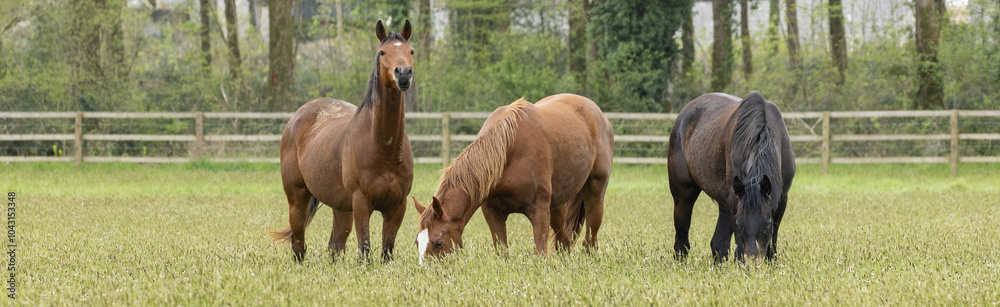 Fototapeta premium Chevaux au pâturage