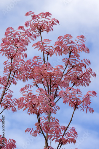 Feuillage rose du Toona sinensis Flamingo au printemps photo