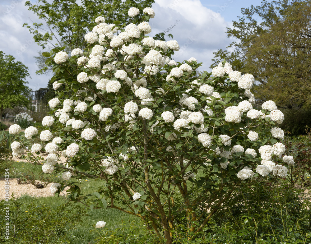 Fotografie Viburnum carlesii