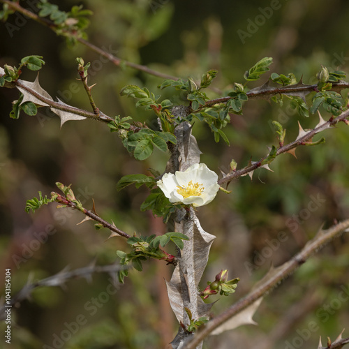 Rosa omeiensis photo