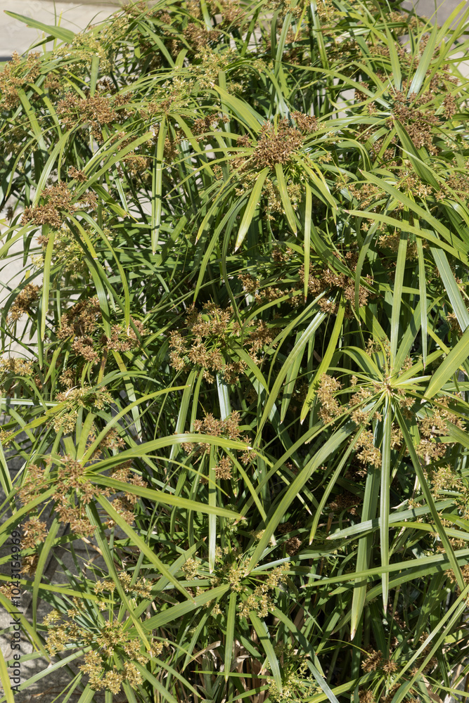 Cyperus alternifolius Cyperus alternifolius